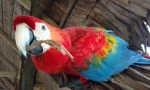 5 Ciekawych faktów o papugach ara
