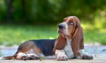 6 Cech basset hound, który będzie nieprzyjemny, zaskoczy