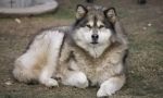 8 Psów, które przypominają husky