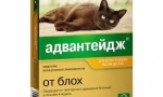 Advandage dla kotów - krople z pcheł i wszy