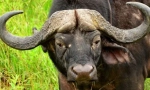 Afrykański buffalo