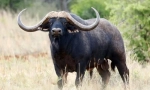 Afrykański buffalo