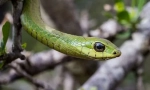 Afrykańskie boomslang
