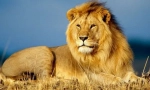 Afrykański lew