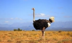 Afrykański struś