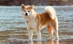 Akita w