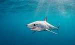 Shark mako
