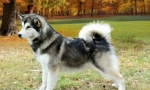 Alaski malamute