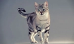 American shorthair cat (foto): feline long-wątroba