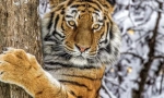 Amur tiger (ussuriy tiger)