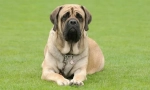 Angielski mastiff