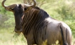Gnu