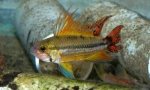 Apistogrammae (apistogramma)