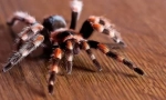 Arachnologia