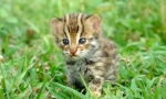 Asian leopard cat: music tropical hunter