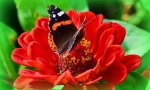 Motyl admiral