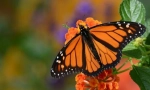 Monarch motyl