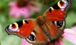 Motyl peacock eye