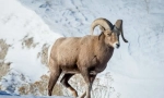 Baran snowy