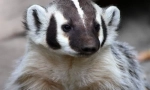 Amerykański badger