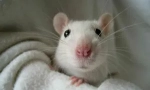 Biały dom szczur i warunki