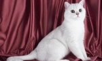 Białe brytyjskie koty