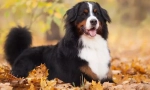 Bernese zennenhund
