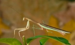 Mantis chińczyk