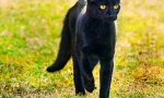 Bombay cat (foto): home panther w miniaturze