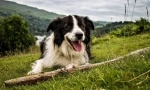 Border collie