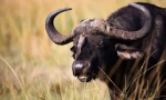 Bulls and buffaloes eurazja