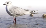 Chiński seagull