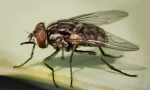 Niż niebezpieczne muchy?