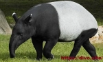 Tapir stapelowy