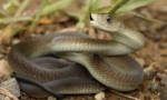 Czarna mamba