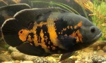 Cichlids w akwarium