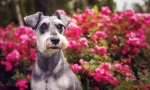 Miniaturowy schnauzer (zdjęcie): wspaniały przyjaciel, niezawodny i wierny odważny