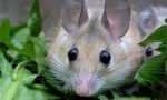 Ozdobne gryzonie