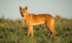 Dingo