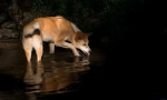 Dingo - wild dog australia