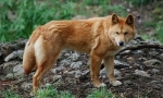 Dingo