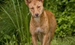 Dingo