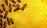 Jakie są miód pszczoły?