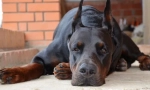 Doberman