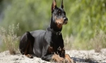 Doberman