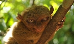 Tarsier