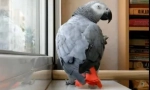 Pernate and pop star duet: wideo, gdzie parrot sings song ani lorak