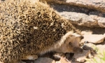 Hedgehog daursky