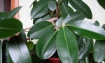 Ficus rubbing (elastic)