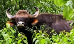 Gaur